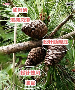 花卉花盆，选对材质，养花更轻松