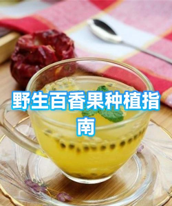 花卉花盆，选对材质，养花更轻松