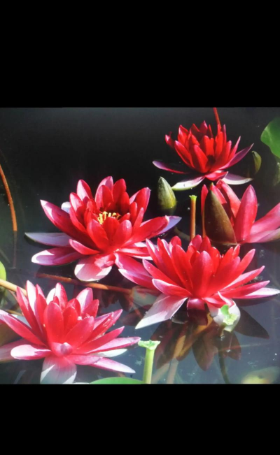 小众送妈妈的花有哪些花