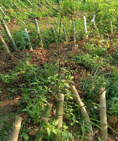 花卉花盆，选对材质，养花更轻松