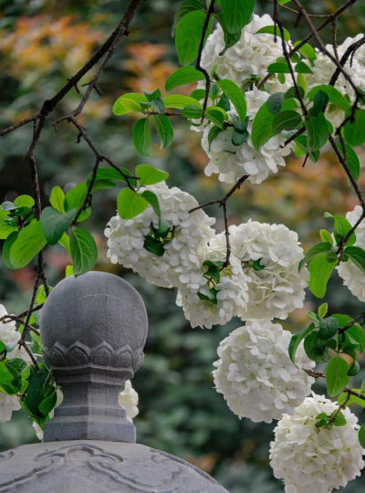 花卉花盆，选对材质，养花更轻松