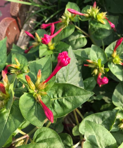 花卉花盆，选对材质，养花更轻松