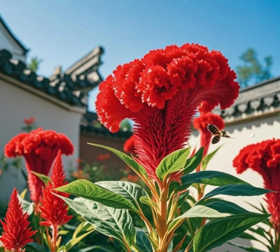 花卉花盆，选对材质，养花更轻松