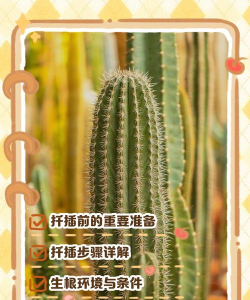 花卉花盆，选对材质，养花更轻松