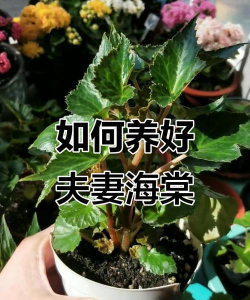 铁树养殖方法，掌握关键技巧，轻松养好它