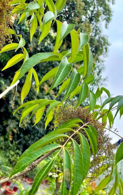 铁树养殖方法，掌握关键技巧，轻松养好它