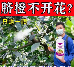 铁树养殖方法，掌握关键技巧，轻松养好它