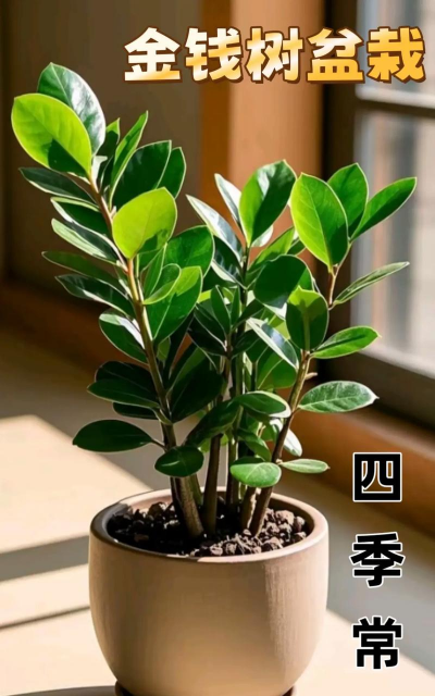 铁树养殖方法，掌握关键技巧，轻松养好它