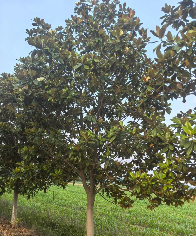 铁树养殖方法，掌握关键技巧，轻松养好它