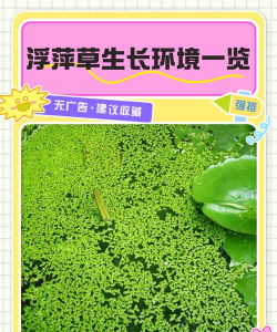 铁树养殖方法，掌握关键技巧，轻松养好它