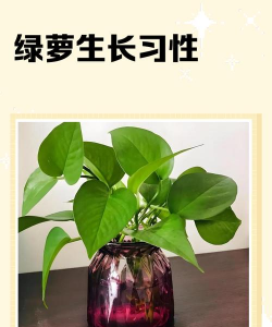 养花寄语，传递美好情感，点缀生活空间