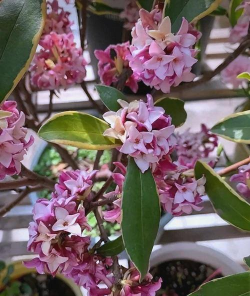 养花工具大全，新手必备清单，轻松打理花草