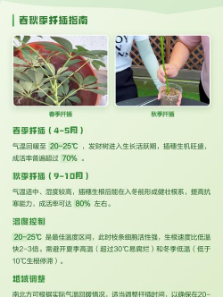 养花工具大全，新手必备清单，轻松打理花草
