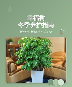 养花工具大全，新手必备清单，轻松打理花草