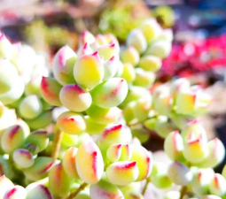 养花工具大全，新手必备清单，轻松打理花草