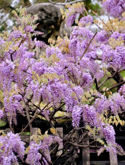 养花工具大全，新手必备清单，轻松打理花草