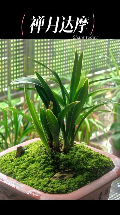 天津滨海花卉科技园，赏花好去处，亲子游玩推荐