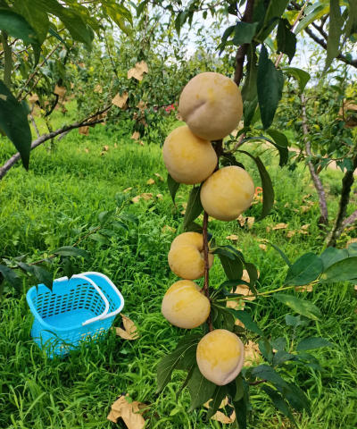 天津滨海花卉科技园，赏花好去处，亲子游玩推荐