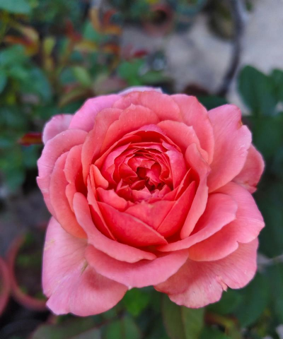 天津滨海花卉科技园，赏花好去处，亲子游玩推荐