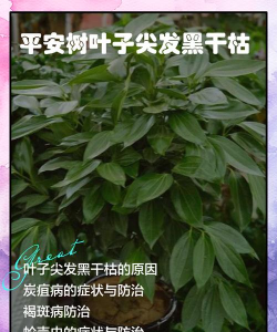 养花工具大全，新手必备清单，轻松打理花草