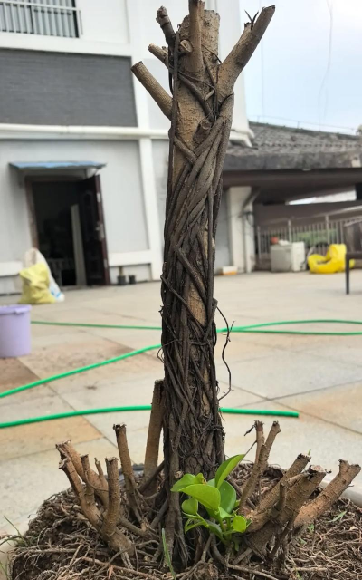 天津滨海花卉科技园，赏花好去处，亲子游玩推荐