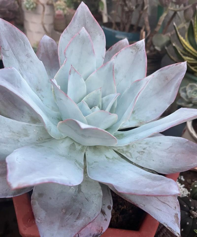 天津滨海花卉科技园，赏花好去处，亲子游玩推荐