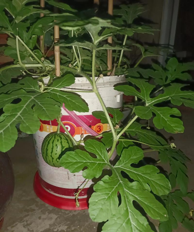 天津滨海花卉科技园，赏花好去处，亲子游玩推荐