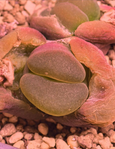 天津滨海花卉科技园，赏花好去处，亲子游玩推荐