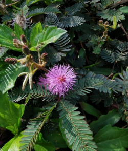 香蕉皮养花，废物利用，省钱又环保