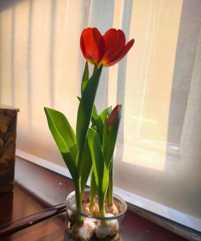 香蕉皮养花，废物利用，省钱又环保