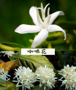 香蕉皮养花，废物利用，省钱又环保