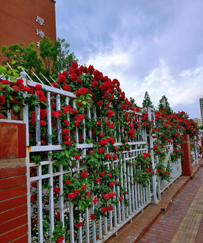 香蕉皮养花，废物利用，省钱又环保