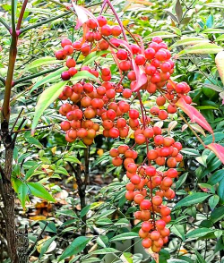 香蕉皮养花，废物利用，省钱又环保