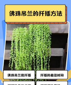 香蕉皮养花，废物利用，省钱又环保