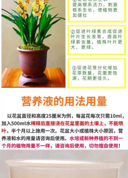 香蕉皮养花，废物利用，省钱又环保