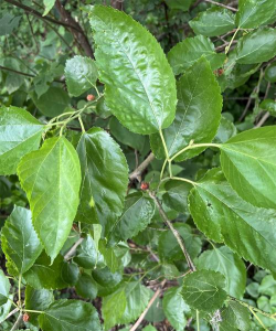 香蕉皮养花，废物利用，省钱又环保