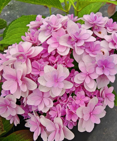 香蕉皮养花，废物利用，省钱又环保