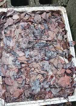 香蕉皮养花，废物利用，省钱又环保