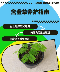 香蕉皮养花，废物利用，省钱又环保