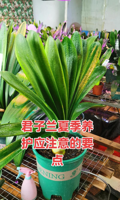 香蕉皮养花，废物利用，省钱又环保