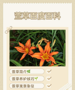 矿泉水瓶养花，废物利用，轻松打造小花园