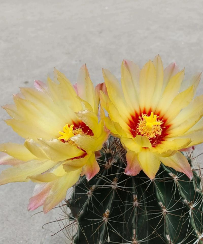 矿泉水瓶养花，废物利用，轻松打造小花园