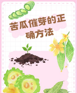 矿泉水瓶养花，废物利用，轻松打造小花园