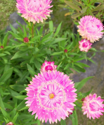 矿泉水瓶养花，废物利用，轻松打造小花园