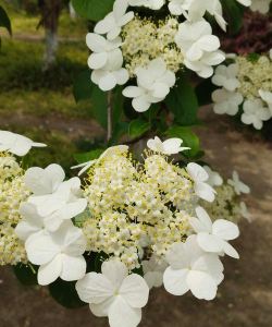 矿泉水瓶养花，废物利用，轻松打造小花园