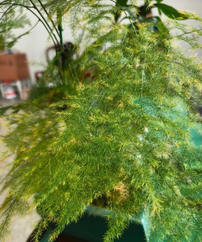 矿泉水瓶养花，废物利用，轻松打造小花园