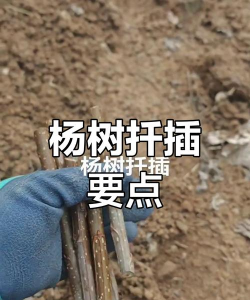 矿泉水瓶养花，废物利用，轻松打造小花园