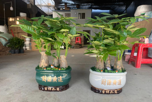 矿泉水瓶养花，废物利用，轻松打造小花园