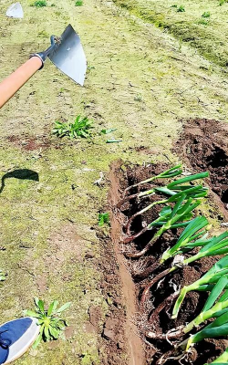 矿泉水瓶养花，废物利用，轻松打造小花园