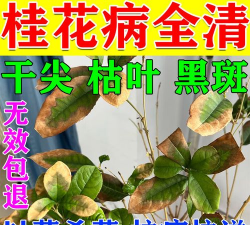 矿泉水瓶养花，废物利用，轻松打造小花园